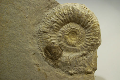 fossili